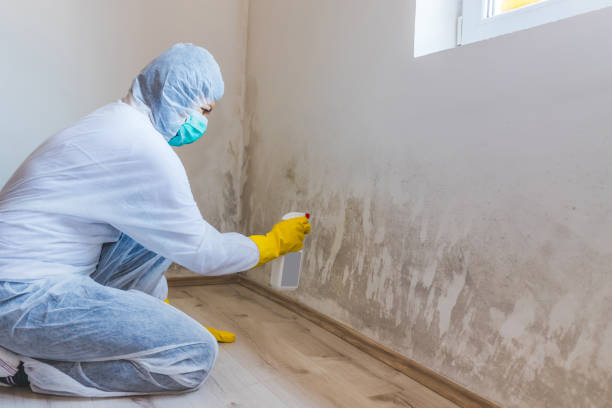 Licensed Mold Removal service in McLean, TX - WQB Mold Removal