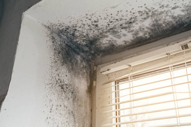 Affordable Mold Removal solutions in McLean, TX