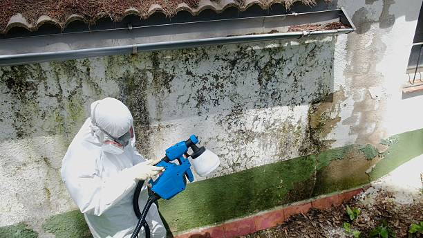 Top rated local Mold Removal specialists in McLean, TX